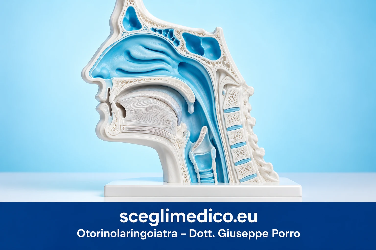 Modello didattico delle vie aeree superiori per comprendere la respirazione nel sonno, marchiato sceglimedico.eu.